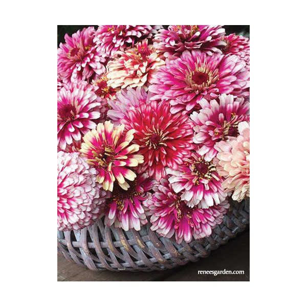 Flower Seed, Renee's Garden, Butterfly Zinnias Summer Pinwheels, Zinnia Elegans, Fall/Summer Bloom, 0.7 g Pack - 5