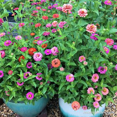Flower Seed, Renee's Garden, Heirloom Dwarf Zinnias Thumbelina Mix, Zinnia Elegans, Fall/Summer Bloom, 0.3 g Pack - 2
