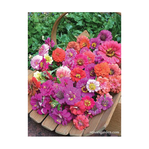 Flower Seed, Renee's Garden, Heirloom Dwarf Zinnias Thumbelina Mix, Zinnia Elegans, Fall/Summer Bloom, 0.3 g Pack - 3