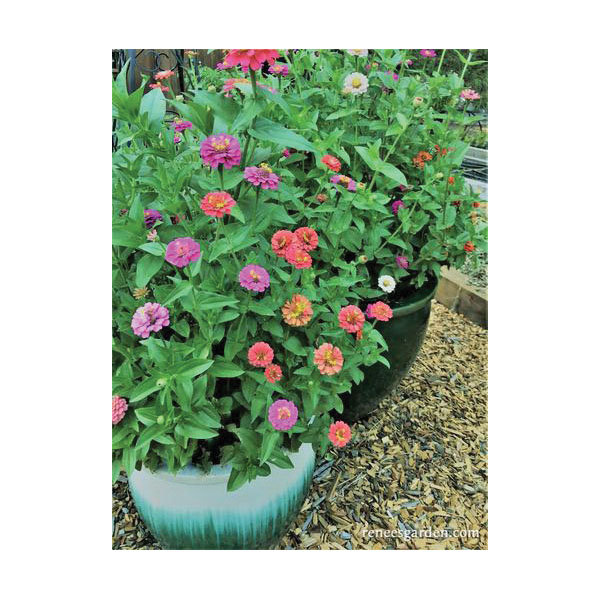 Flower Seed, Renee's Garden, Heirloom Dwarf Zinnias Thumbelina Mix, Zinnia Elegans, Fall/Summer Bloom, 0.3 g Pack - 4