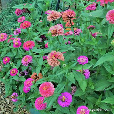 Flower Seed, Renee's Garden, Heirloom Dwarf Zinnias Thumbelina Mix, Zinnia Elegans, Fall/Summer Bloom, 0.3 g Pack - 5