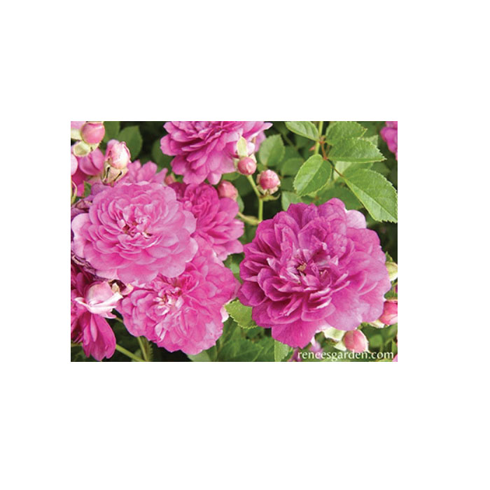 Flower Seed, Renee's Garden, Heirloom Miniature Roses Angel Wings, Rosa Chinensis, February to April Planting Pack - 2