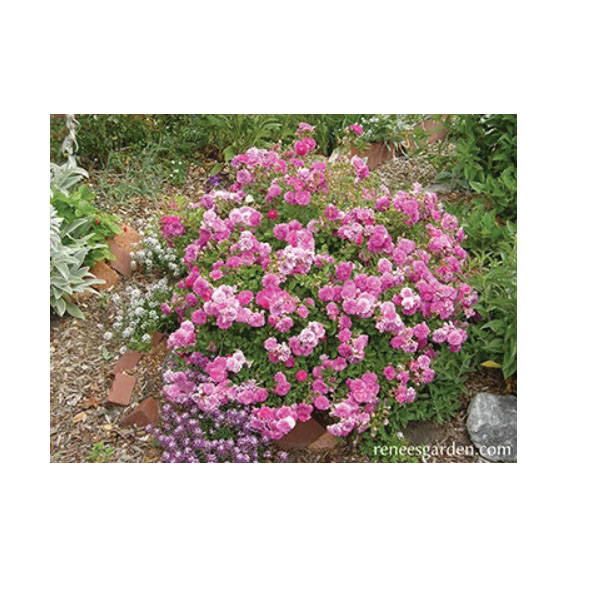 Flower Seed, Renee's Garden, Heirloom Miniature Roses Angel Wings, Rosa Chinensis, February to April Planting Pack - 3