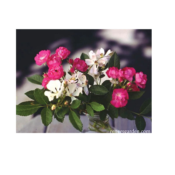 Flower Seed, Renee's Garden, Heirloom Miniature Roses Angel Wings, Rosa Chinensis, February to April Planting Pack - 4