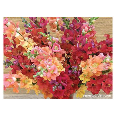 Flower Seed, Renee's Garden, Butterfly Snapdragons Chantilly Summer Flame, Antirrhinum Majus, 0.011 g Pack - 2