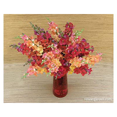 Flower Seed, Renee's Garden, Butterfly Snapdragons Chantilly Summer Flame, Antirrhinum Majus, 0.011 g Pack - 3