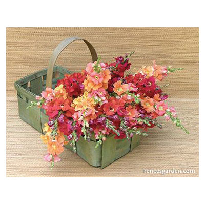 Flower Seed, Renee's Garden, Butterfly Snapdragons Chantilly Summer Flame, Antirrhinum Majus, 0.011 g Pack - 4