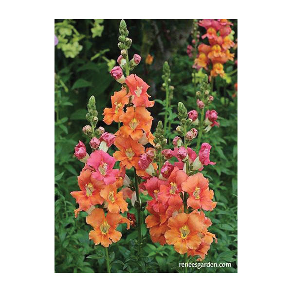Flower Seed, Renee's Garden, Butterfly Snapdragons Chantilly Summer Flame, Antirrhinum Majus, 0.011 g Pack - 5