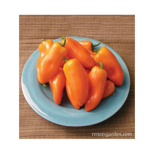 Vegetable Seed, Renee's Garden, Baby Snack Peppers Yummy Belles, 0.11 g Pack - 3