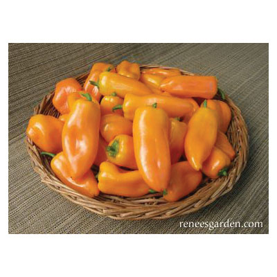 Vegetable Seed, Renee's Garden, Baby Snack Peppers Yummy Belles, 0.11 g Pack - 4