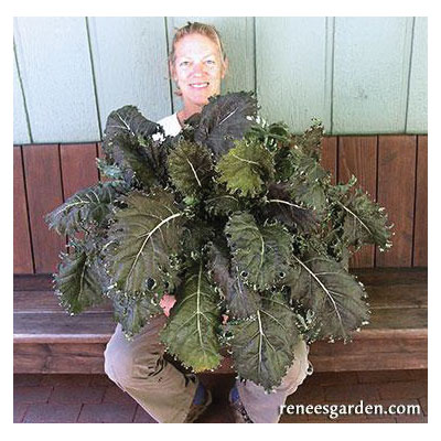 Vegetable Seed, Renee's Garden, Specialty Kale Mars Landing, February to May, August to September Planting, 1.25 g - 2