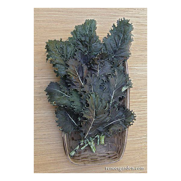 Vegetable Seed, Renee's Garden, Specialty Kale Mars Landing, February to May, August to September Planting, 1.25 g - 3