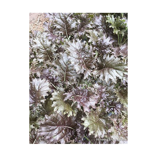 Vegetable Seed, Renee's Garden, Specialty Kale Mars Landing, February to May, August to September Planting, 1.25 g - 4