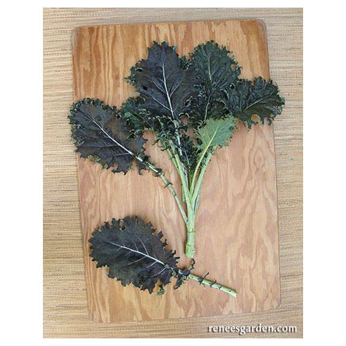 Vegetable Seed, Renee's Garden, Specialty Kale Mars Landing, February to May, August to September Planting, 1.25 g - 5