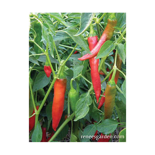Vegetable Seed, Renee's Garden, Traditional Chile Peppers Tibetan Lhasa, 0.16 g Pack - 3