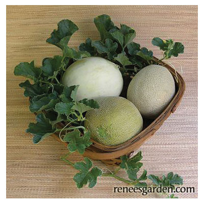 Vegetable Seed, Renee's Garden, Three Flavor Melons Galia, Honeydew & Cantaloupe, April to June Planting, 0.75 g - 4