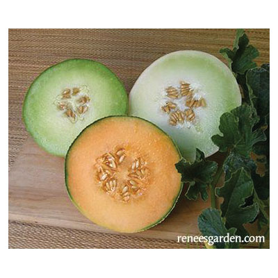 Vegetable Seed, Renee's Garden, Three Flavor Melons Galia, Honeydew & Cantaloupe, April to June Planting, 0.75 g - 5