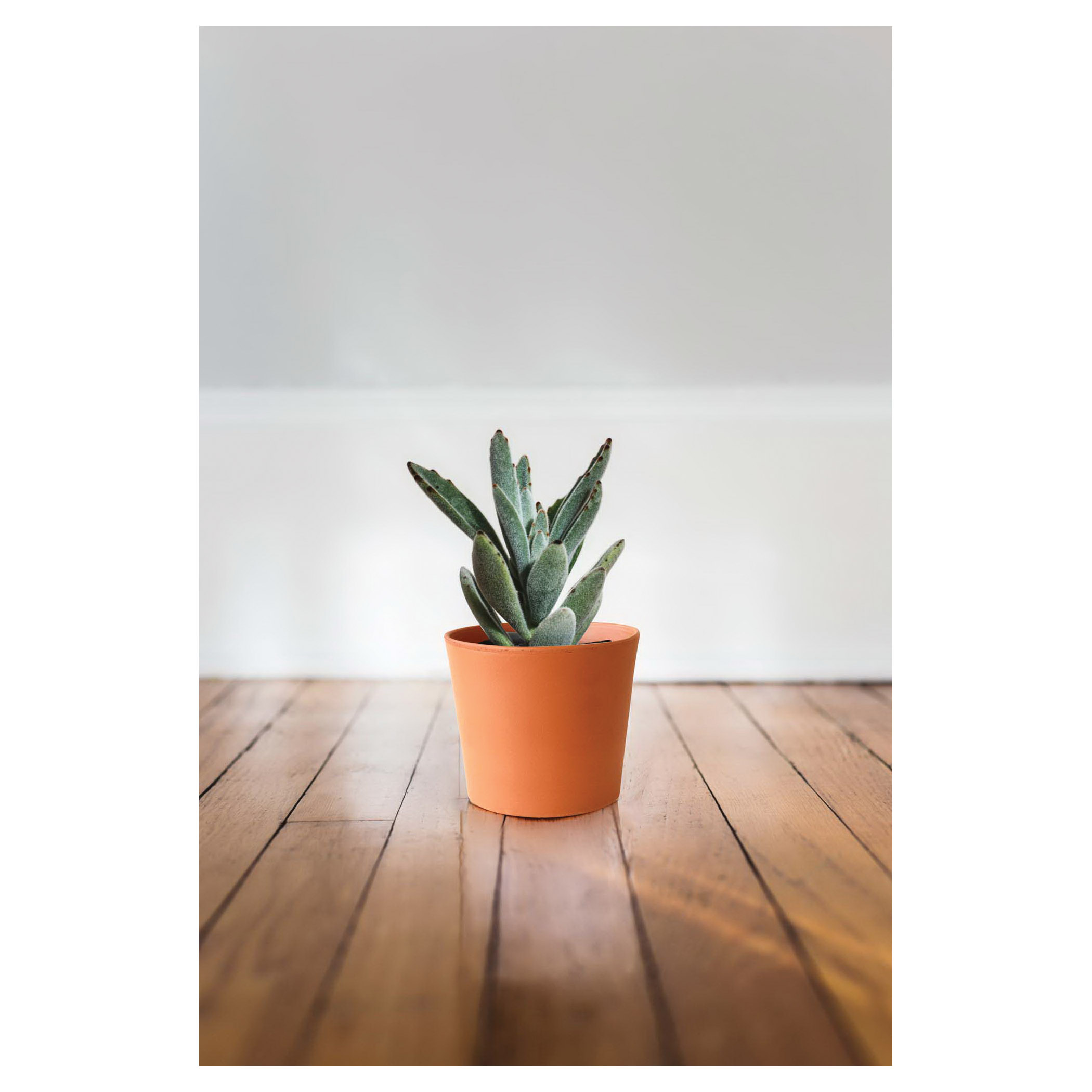 Terra Cotta Pot, Southern Patio, 6-1/2 in Dia, 5.6 in H, 6-1/2 in W, 6-1/2 in D, Round, Flair Cylinder Design, Clay, - 5