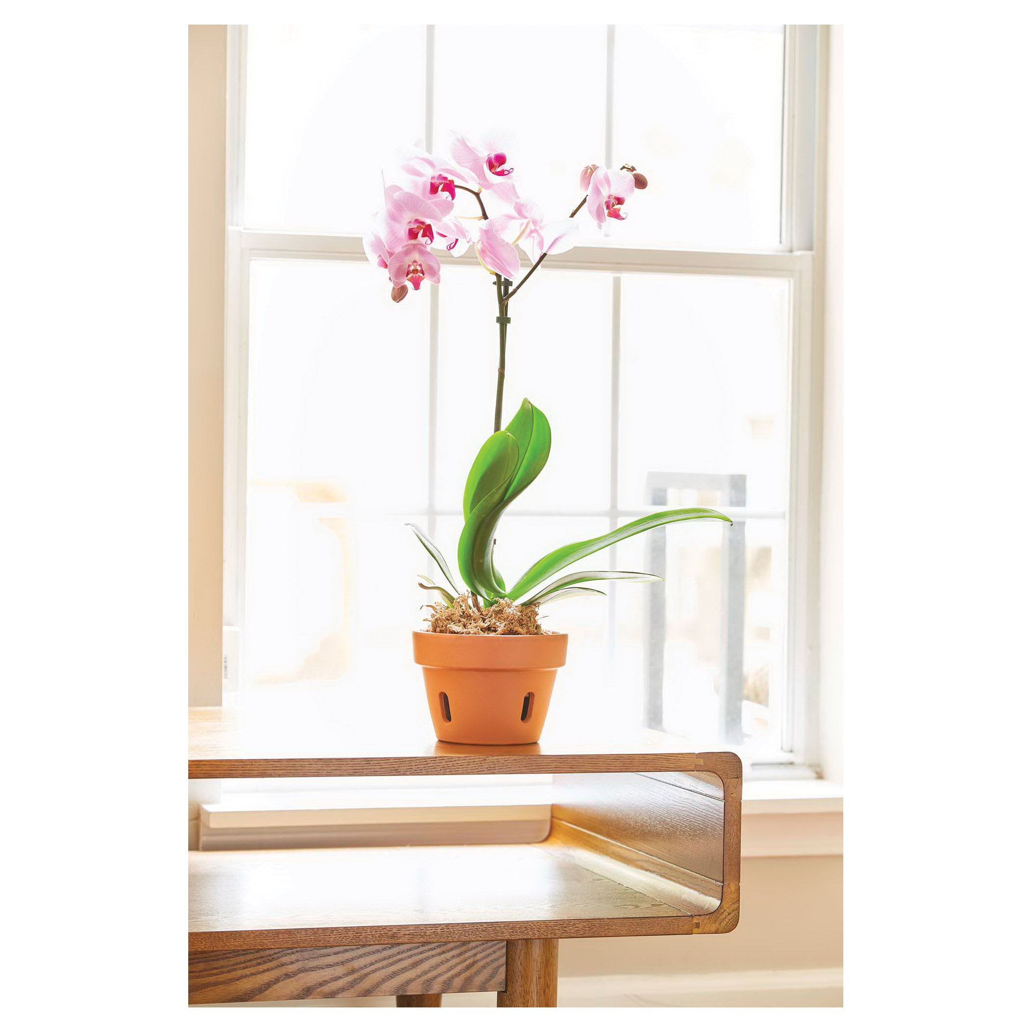 Terra Cotta Orchid Pot, Southern Patio, 6 in Dia, 4.3 in H, 5.9 in W, 5.9 in D, Round, Clay, - 2