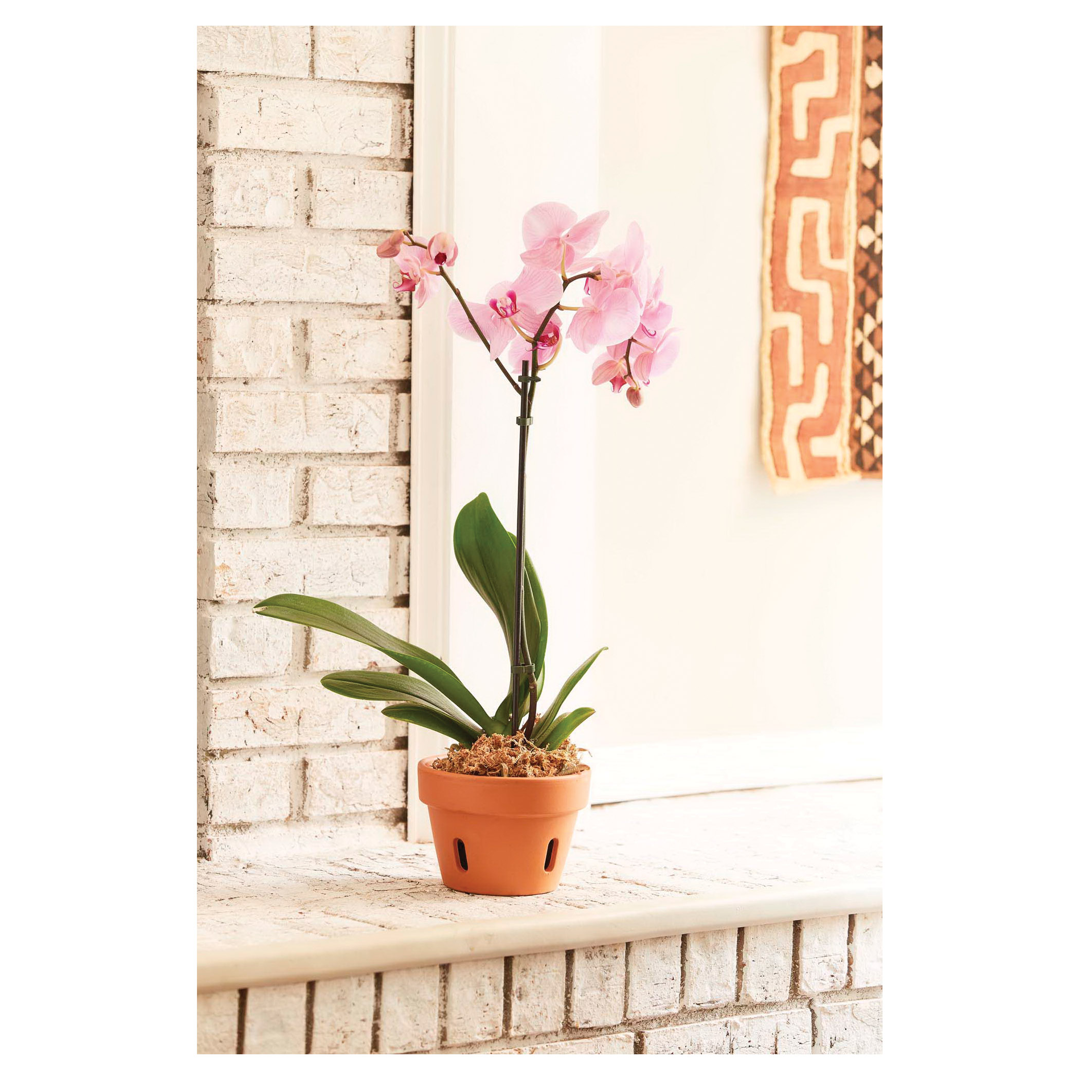 Terra Cotta Orchid Pot, Southern Patio, 6 in Dia, 4.3 in H, 5.9 in W, 5.9 in D, Round, Clay, - 3
