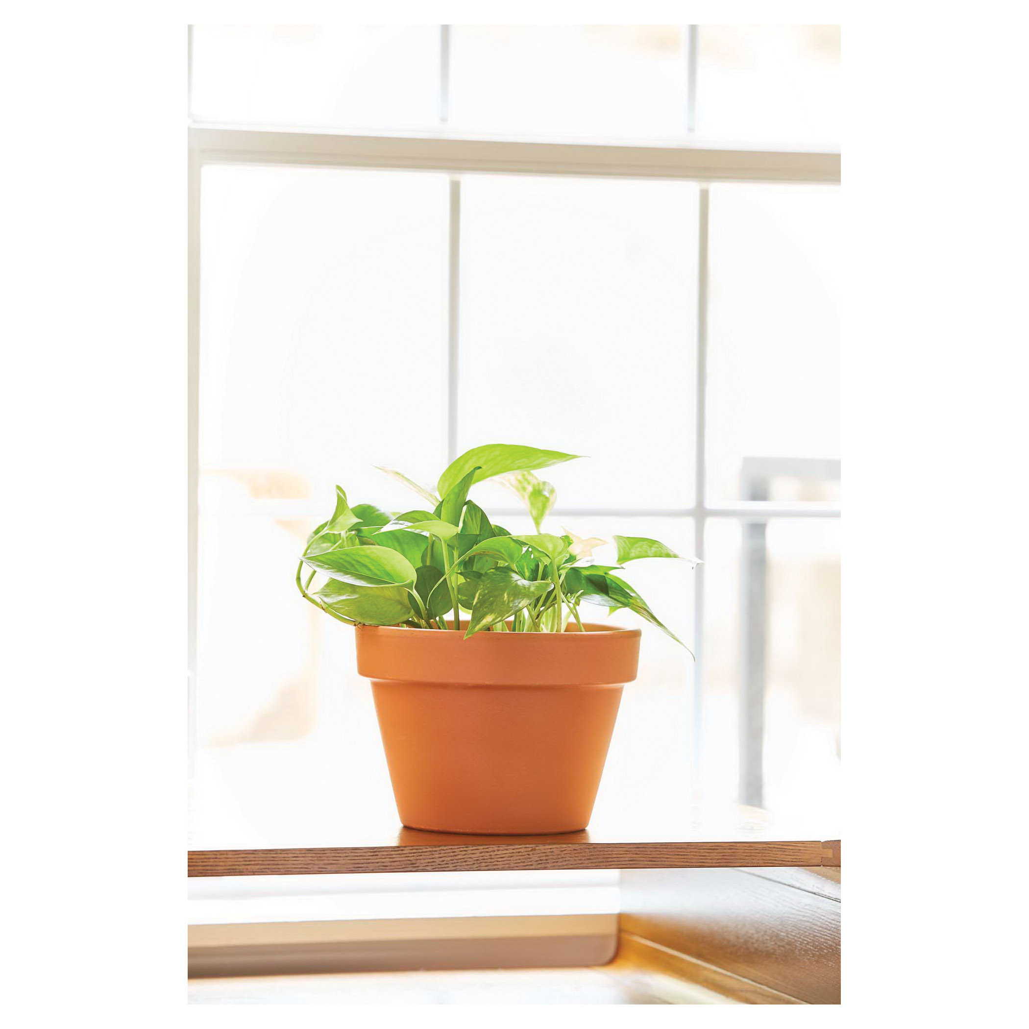 Terra Cotta Azalea Pot, Southern Patio, 6 in Dia, 4.3 in H, 5.9 in W, 5.9 in D, Round, Clay, - 2