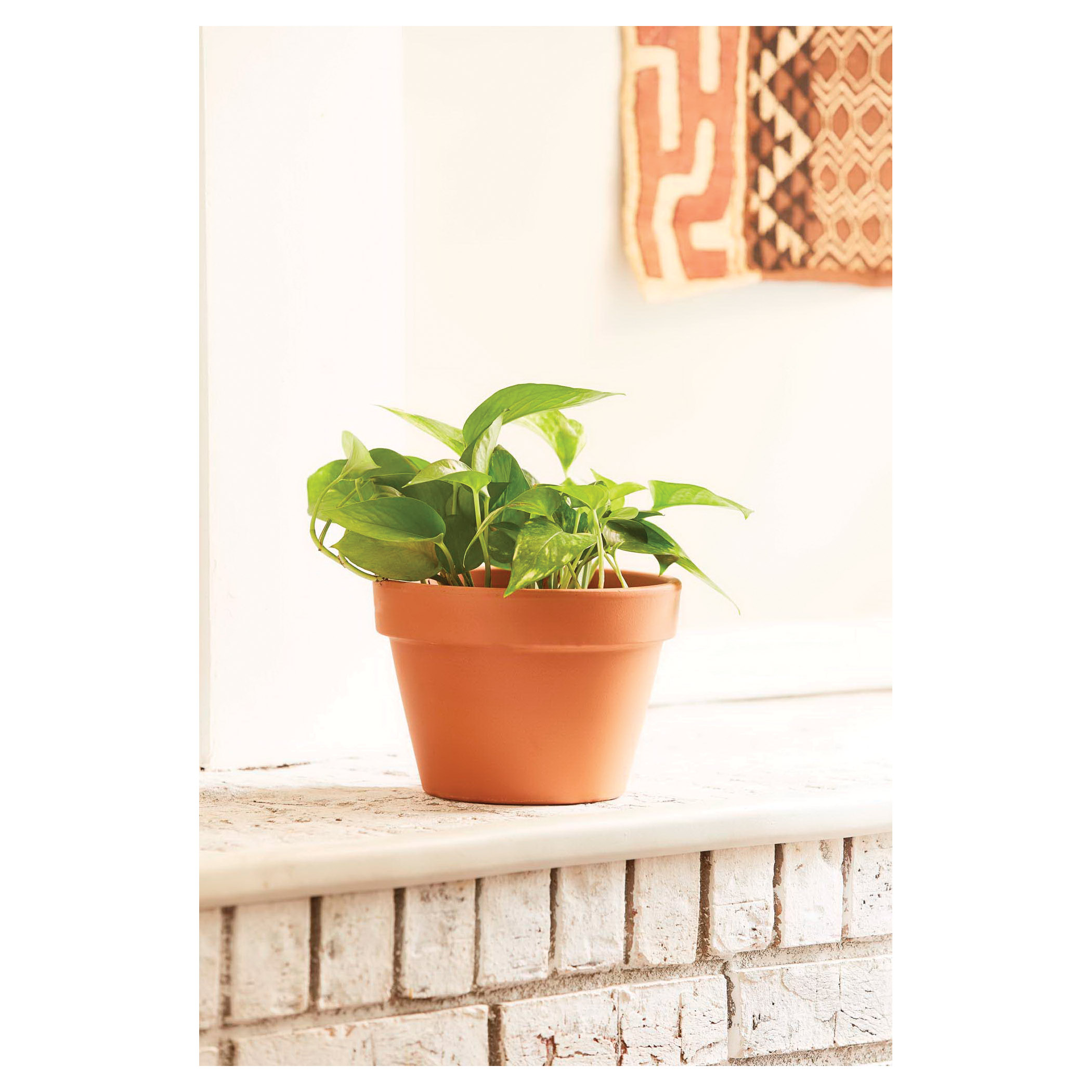 Terra Cotta Azalea Pot, Southern Patio, 6 in Dia, 4.3 in H, 5.9 in W, 5.9 in D, Round, Clay, - 3