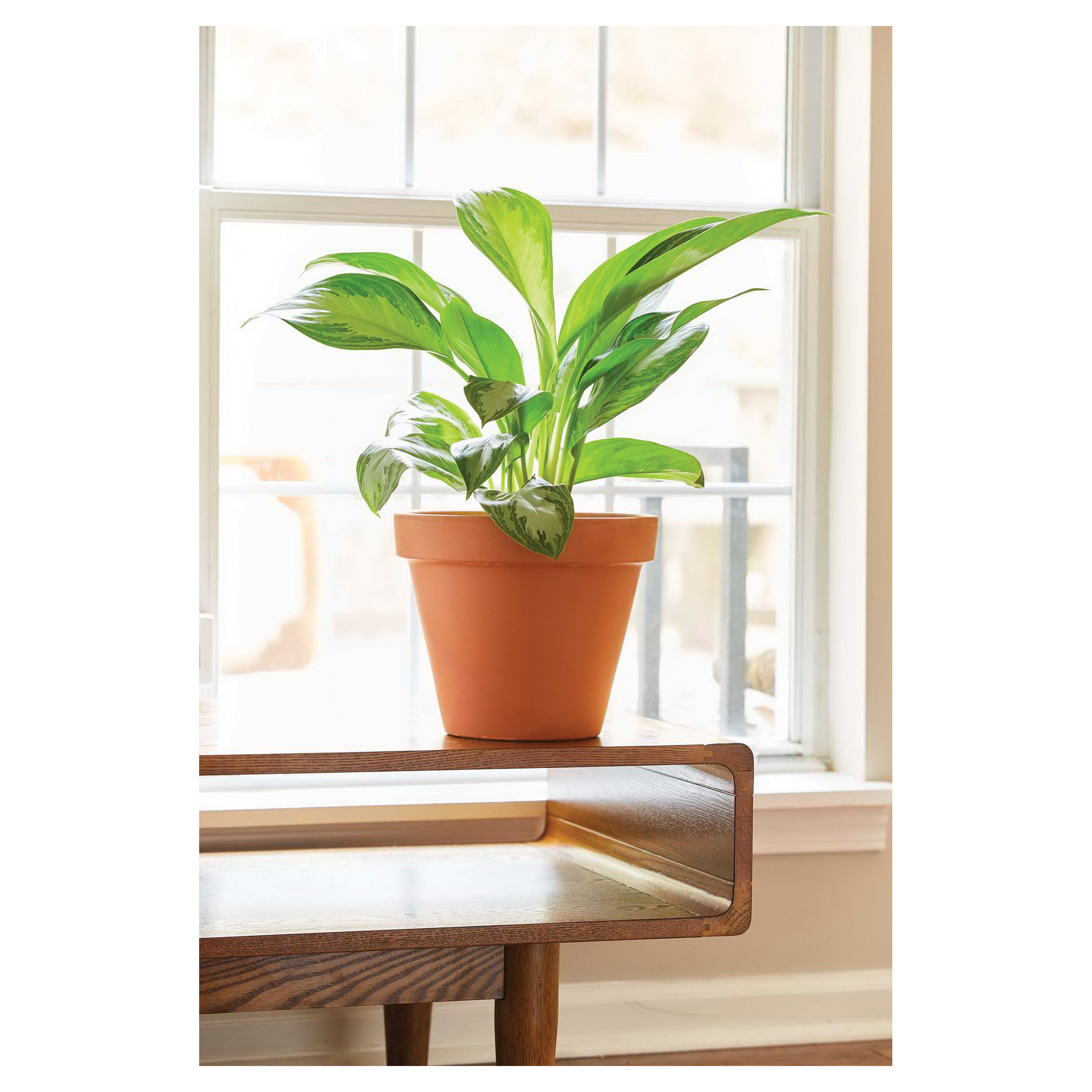 Terra Cotta Pot, Southern Patio, 10 in Dia, 10.2 in H, 9.8 in W, 9.8 in D, Round, Clay, - 5