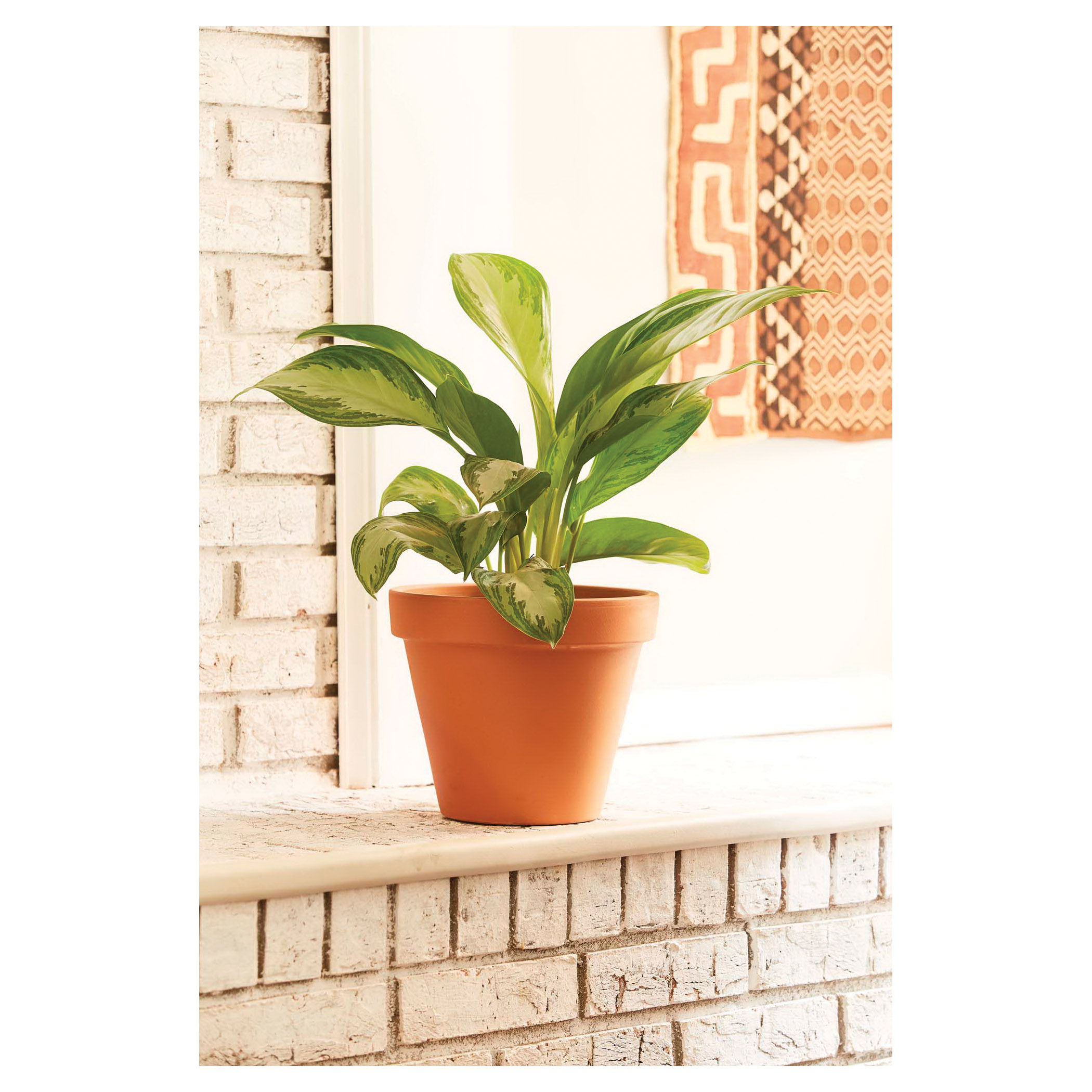 Terra Cotta Pot, Southern Patio, 13 in Dia, 10.4 in H, 12.2 in W, 12.2 in D, Round, Clay, - 2