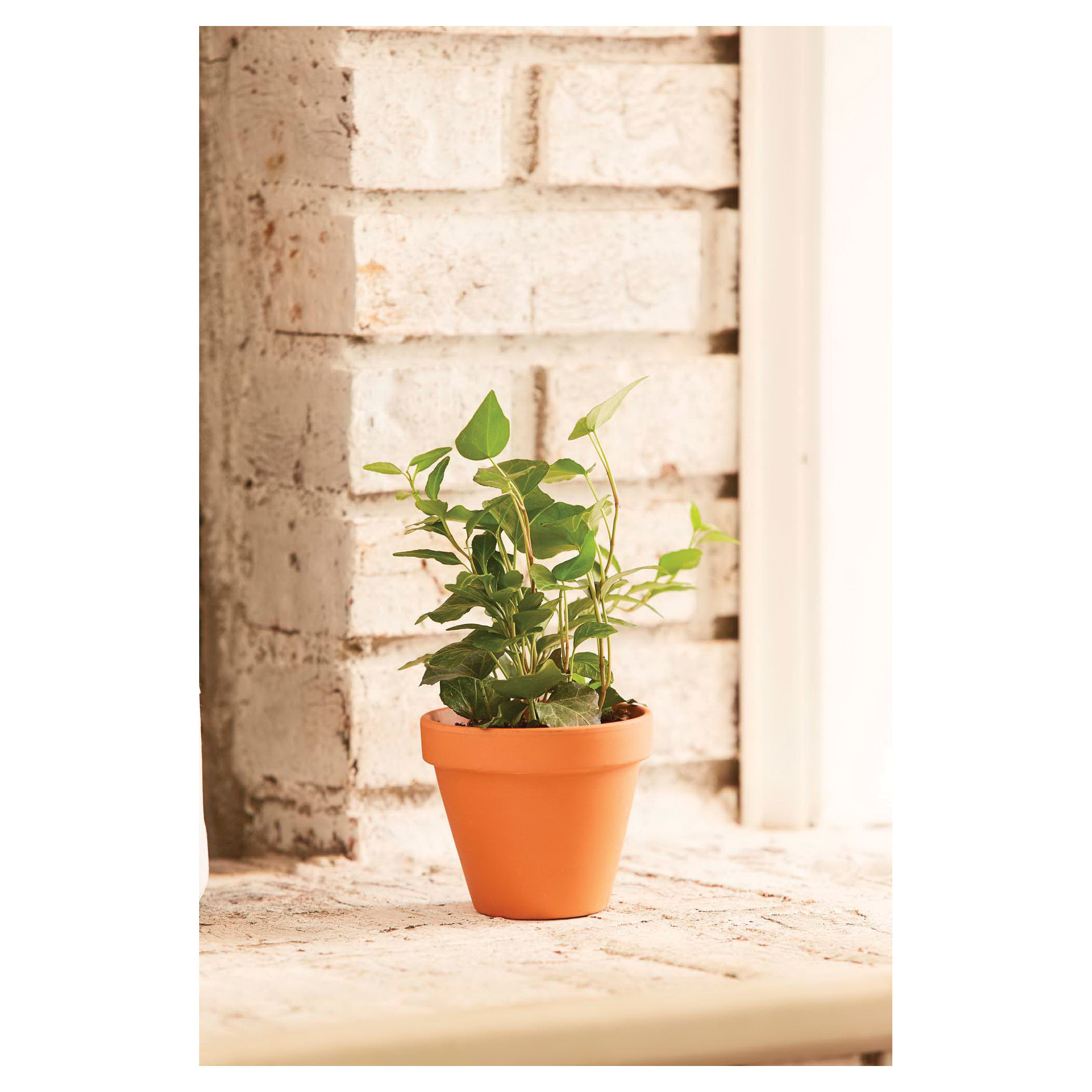 Terra Cotta Pot, Southern Patio, 13 in Dia, 10.4 in H, 12.2 in W, 12.2 in D, Round, Clay, - 3