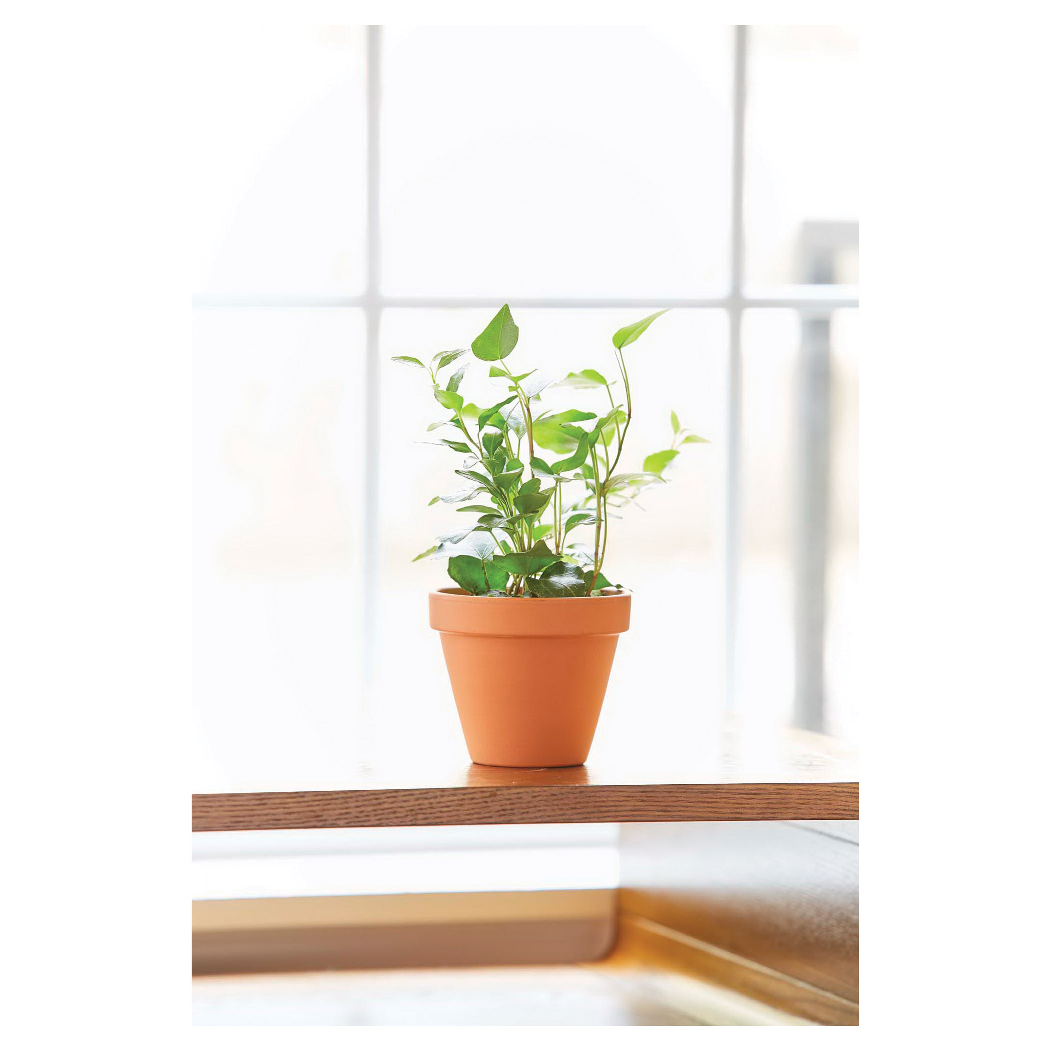 Terra Cotta Pot, Southern Patio, 13 in Dia, 10.4 in H, 12.2 in W, 12.2 in D, Round, Clay, - 4