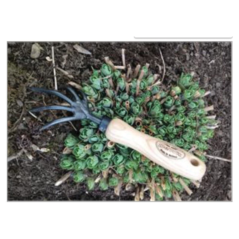 TIERRA garden DeWit 31-0903 Cultivator, 3-1/2 in W, 11 in L, 3-1/2 in L Tine, 5-Tine - 2