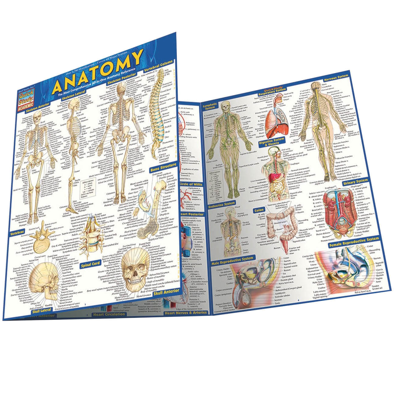 QuickStudy 224919 QuickStudy 224919 Study Guide, Anatomy, Author: Vincent Perez, 6-Page - 1