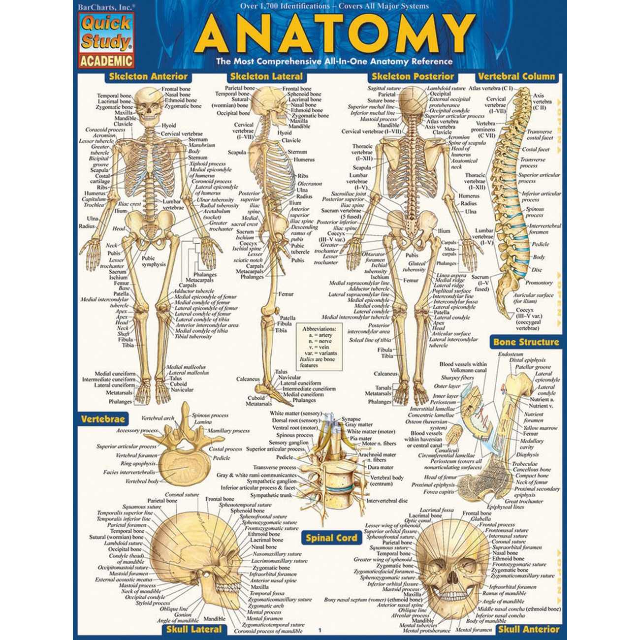 QuickStudy 224919 Study Guide, Anatomy, Author: Vincent Perez, 6-Page - 2