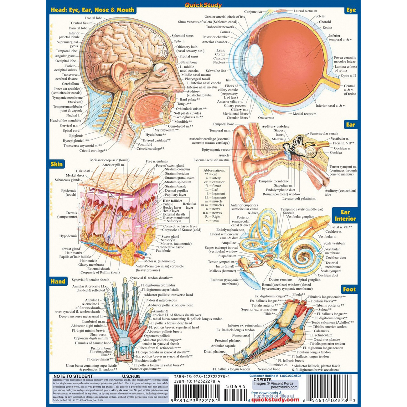 QuickStudy 224919 Study Guide, Anatomy, Author: Vincent Perez, 6-Page - 3