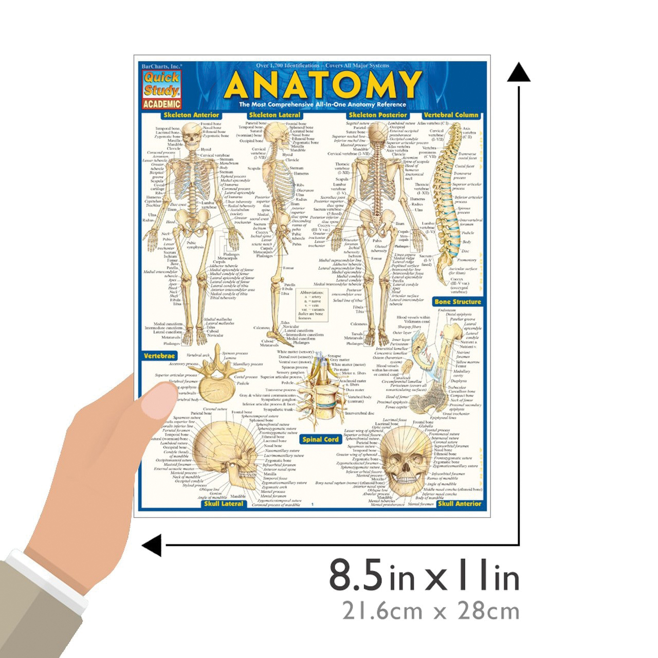 QuickStudy 224919 Study Guide, Anatomy, Author: Vincent Perez, 6-Page - 4