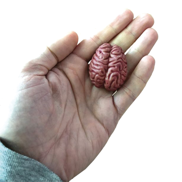 Copernicus SPLBRAIN Swell Polymer Brain - 2
