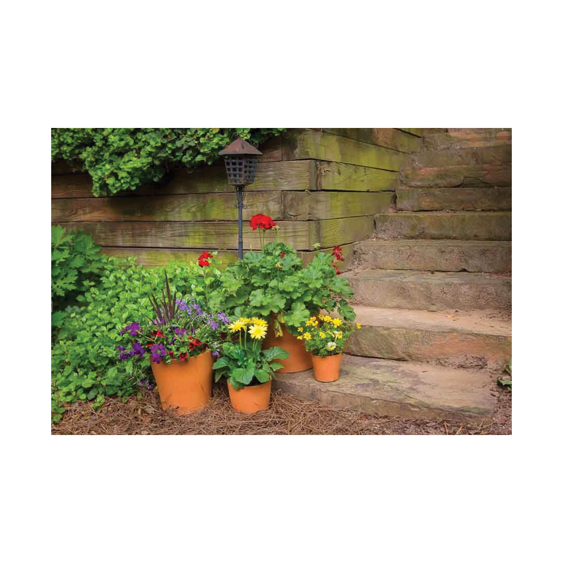 Pennington 100523385 Pot, 4.2 in H, 4.7 in W, 4.7 in D, Wide, Cabo Flair Design, Terracotta Clay, Terracotta