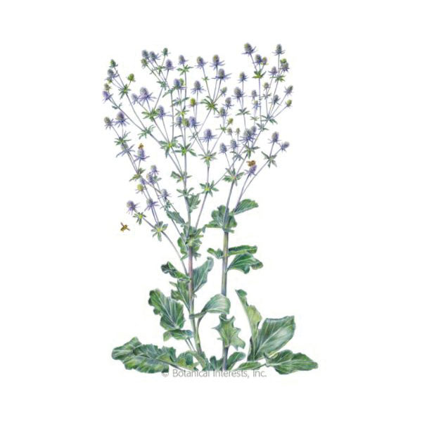 Botanical Interests 1232 Flower Seed, Sea Holly, Eryngium Planum, Summer to Frost Bloom, Steel Blue Bloom, 400 mg