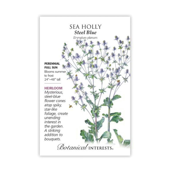Botanical Interests 1232 Flower Seed, Sea Holly, Eryngium Planum, Summer to Frost Bloom, Steel Blue Bloom, 400 mg