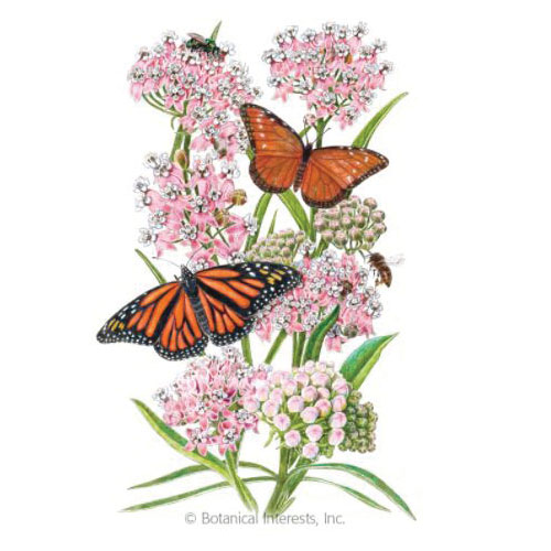 Botanical Interests 1332 Narrowleaf Milkweed Seed, Butterfly Flower, Asclepias Fascicularis, Summer Bloom, 150 mg