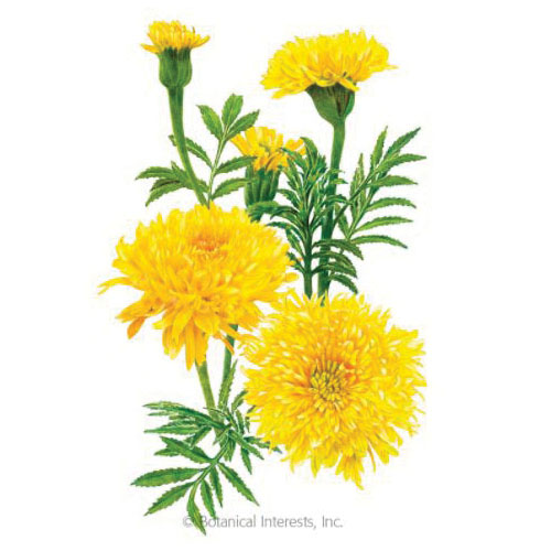 Botanical Interests 1239 Phyllis African Marigold Seed, Marigold, Tagetes Erecta, Summer to Frost Bloom, 100 mg