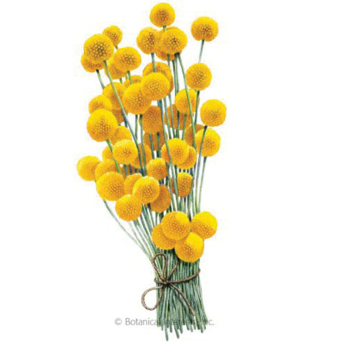 Botanical Interests 1333 Craspedia Seed, Drumstick Flower, Pycnosorus Globosus, Summer Bloom, Yellow Bloom, 80 mg
