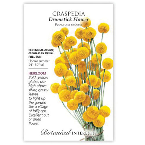 Botanical Interests 1333 Craspedia Seed, Drumstick Flower, Pycnosorus Globosus, Summer Bloom, Yellow Bloom, 80 mg