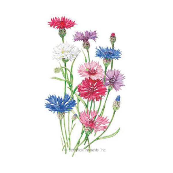 Botanical Interests 2058 Tall Blend Bachelor's Button Seed, Bachelor's Button, Centaurea Cyanus, Summer Bloom, 500 mg