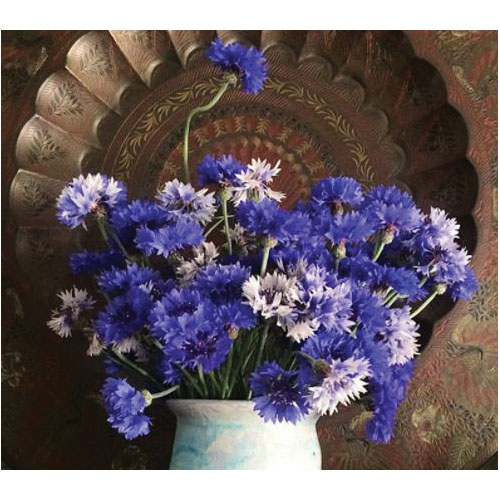 Botanical Interests 2058 Tall Blend Bachelor's Button Seed, Bachelor's Button, Centaurea Cyanus, Summer Bloom, 500 mg
