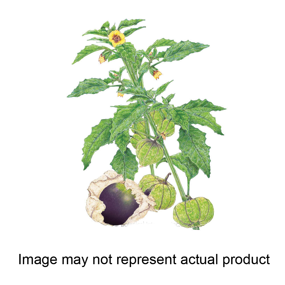 Botanical Interests 3065 Vegetable Seed, Purple Tomatillo, Physalis Philadelphica, 150 mg Packet