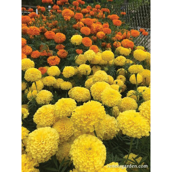 Flower Seed, Renee's Garden, Giant Bouquet Marigolds Orange and Yellow Beast, Tagetes Patula X Erecta, 0.15 g Pack - 2