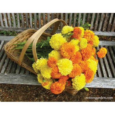 Flower Seed, Renee's Garden, Giant Bouquet Marigolds Orange and Yellow Beast, Tagetes Patula X Erecta, 0.15 g Pack - 3