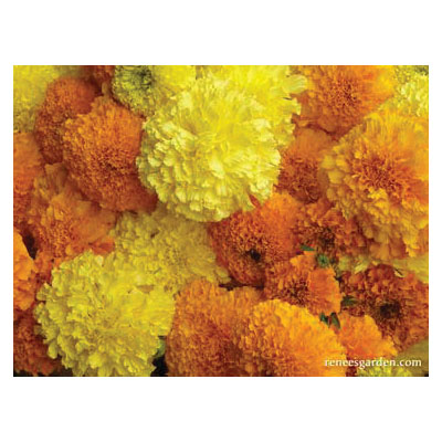 Flower Seed, Renee's Garden, Giant Bouquet Marigolds Orange and Yellow Beast, Tagetes Patula X Erecta, 0.15 g Pack - 4