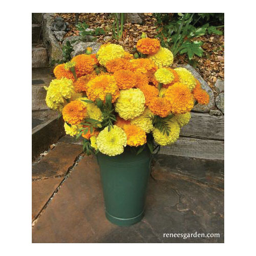 Flower Seed, Renee's Garden, Giant Bouquet Marigolds Orange and Yellow Beast, Tagetes Patula X Erecta, 0.15 g Pack - 5